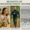 Sagan Dalya Rhododendron Adamsii Herbal Tea 1lb Energy Siberian Natural Organic monardas